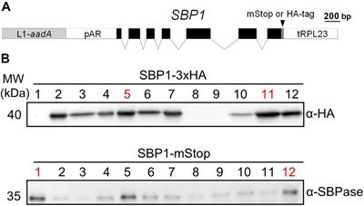 Overexpression of Sedoheptulose-1,7-Bisphosphatase Enhances Photosynthesis in Chlamydomonas reinhardtii and Has No Effect on the Abundance of Other Calvin-Benson Cycle Enzymes